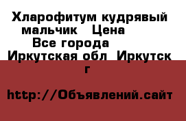 Хларофитум кудрявый мальчик › Цена ­ 30 - Все города  »    . Иркутская обл.,Иркутск г.